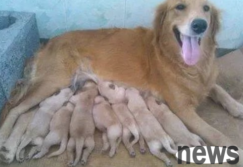 Is it more serious that the dog has shed hair after giving birth? How to deal with it?