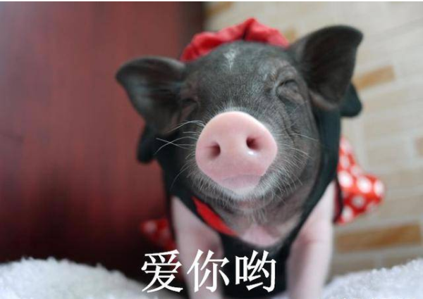 Many people picking up cats and dogs, and a netizen actually picked up this little animal on the side of the road