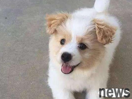 Seven reasons to abandon dogs, each one feels frustrating