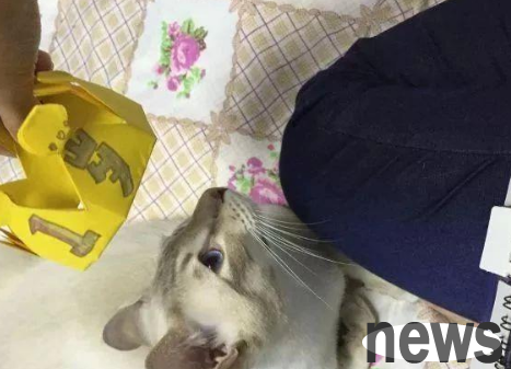 What is it like to redeem a cat from a cat cafe?