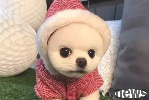 What should I do if a dog catches a handful of hair?