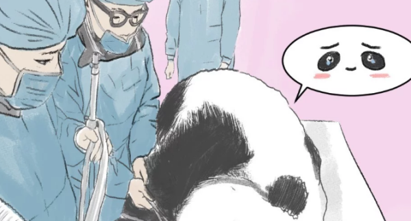 The giant panda was sick and had surgery. Seeing the doctors around it envious of it, it was worthy of being a national treasure.
