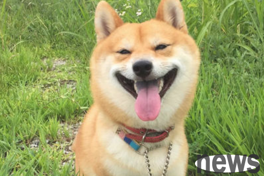 The dog s lips suddenly smell so bad in recent days. Why?