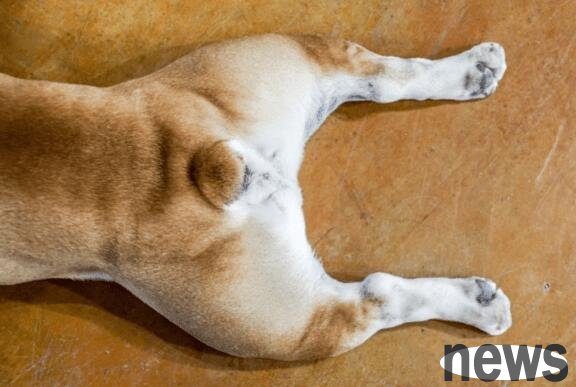 How long does it take for dog calcium to be repaired to become O-shaped legs? Pay attention to these details