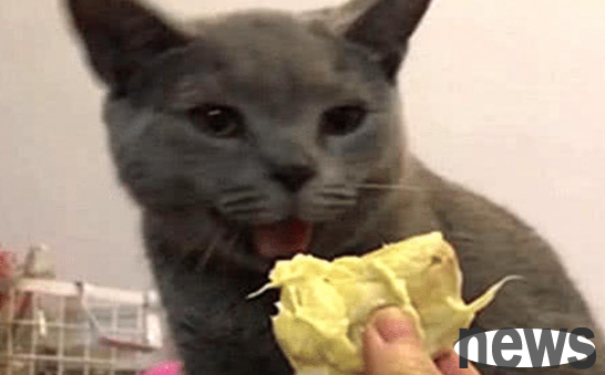 The male protagonist feeds the cat and eats durian. The blue cat smells curiously, and then the owner laughs.