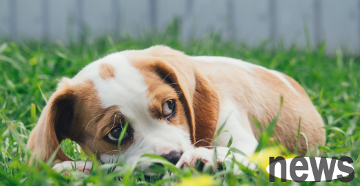 Let’s take a look at dog artificial breeding and foster pets