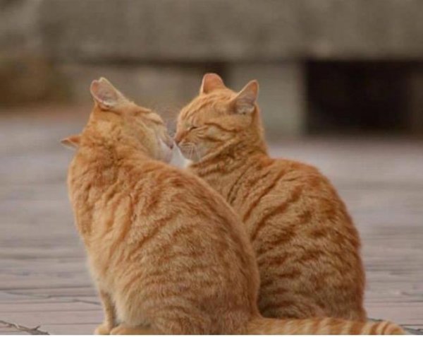 What is it like to keep two cats? Pain and happy! See if it hits your heart?