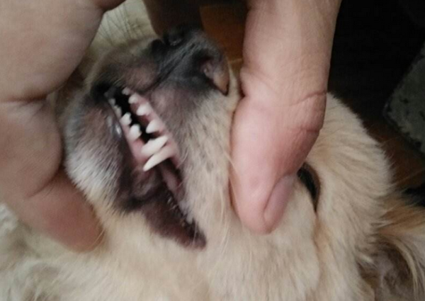Have you learned to distinguish the age of a dog?