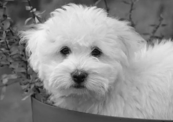 Three major causes of illness in dogs