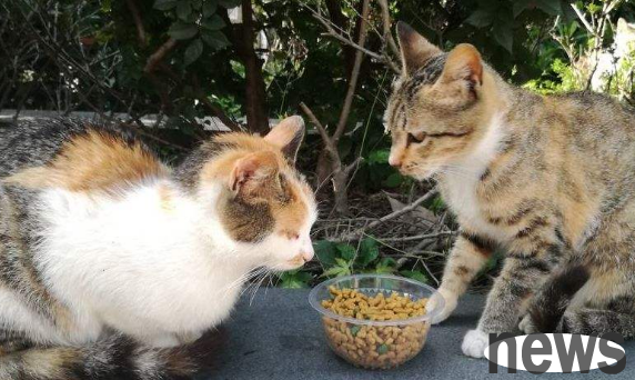 A wandering orange cat on campus became popular and pretended to be trapped, but in fact it was to cheat food and drink