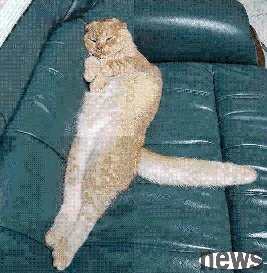 The cat-study owner was lying on the sofa, his lazy posture was almost sperm. Is his tail so uncomfortable?