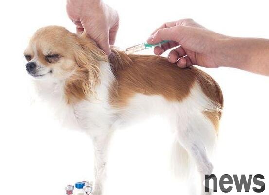 Frequently Asked Questions about Dogs Vaccination