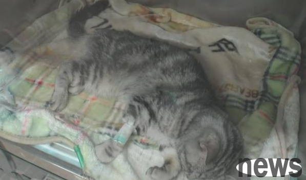 The sick kitten was abandoned in the corridor. After being rescued, the cat owner suddenly appeared.