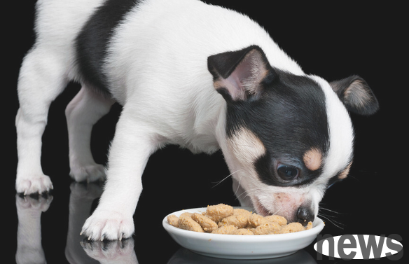 How to choose good dog food? Pay attention to these levels!