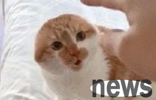 The owner made the orange cat angry, and the little orange cat s ears were pissed off, and the owner laughed and cried on the spot