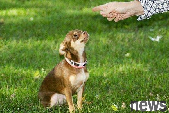 Do puppies have these bad habits?