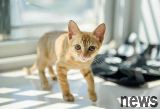 I picked up a little orange cat and took it home, and the big orange at home was jealous! Cat: Isn’t it enough to have me?
