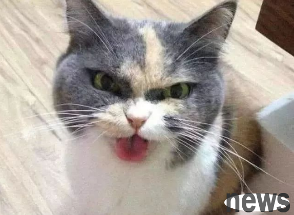 The cat owner was left alone at home for 7 days. When he met the shoveler again