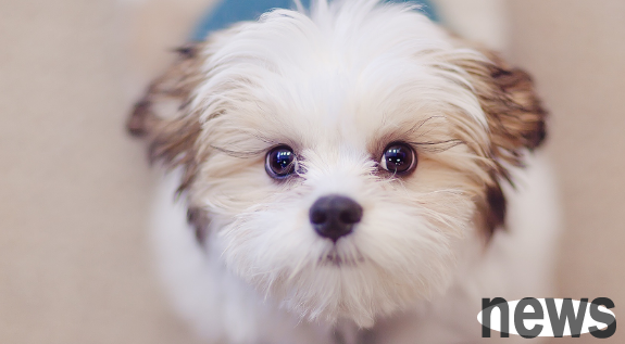 The rabies vaccine that dogs must be injected can also cause side effects. How to distinguish it?