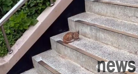 The dying little stray cat was rescued by a kind girl. It decided to use the rest of its life to repay the kindness