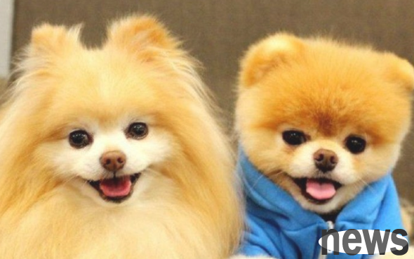 What should you pay attention to when mate pets?