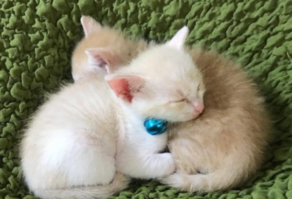 Orphan cat loves its ragdoll cat mother gives them a sense of security and warmth