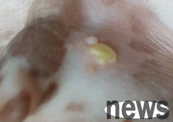 Why do dogs have pimples?