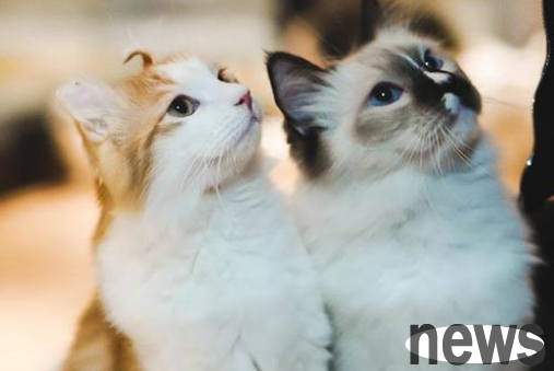 Pet internet celebrity, cat and dog to make money for others
