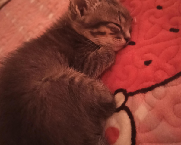 When I got home, I found that the little cat was lying on the ground with blood on his head, and his body was stiff.