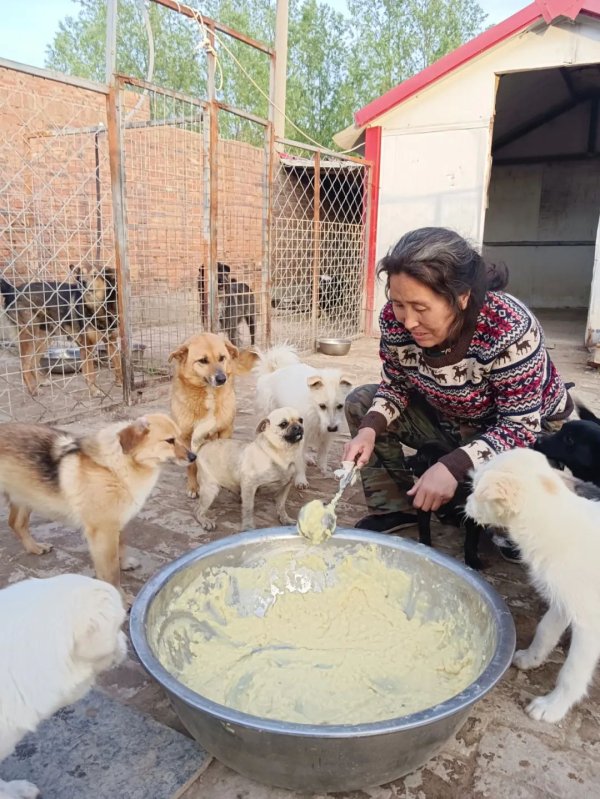 Urgent help! Three hundred stray cats and dogs have no food, so let’s help them!