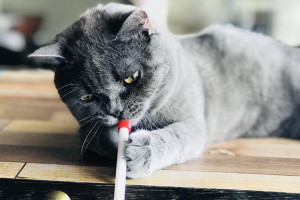 The 6th style of cat petting is taught to teach you how to pet cats correctly. Do you really know how to pet cats?