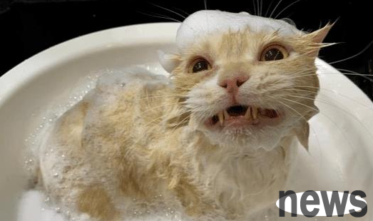 The cat smiled so brightly in the bath. It turned out that all this was caused by 