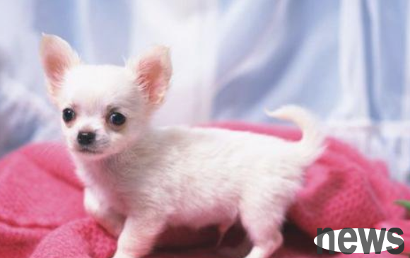 What s wrong with dog s feet cramps? Read this article