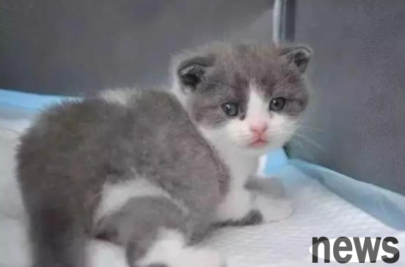The first cloned cat in China is full moon! Will you use this method to keep your pet with you forever?