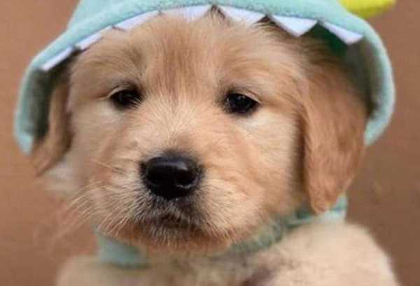 How to distinguish between earwax and ear mites in dogs? Why not take a look