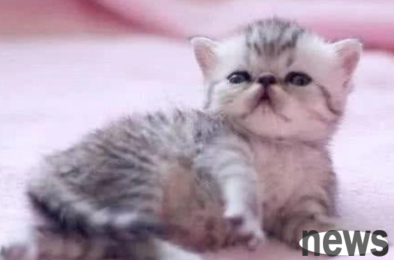 The little cat accidentally fell into the tiger s nest and pretended to be calm in his hair: Brother Hu, I am your brother