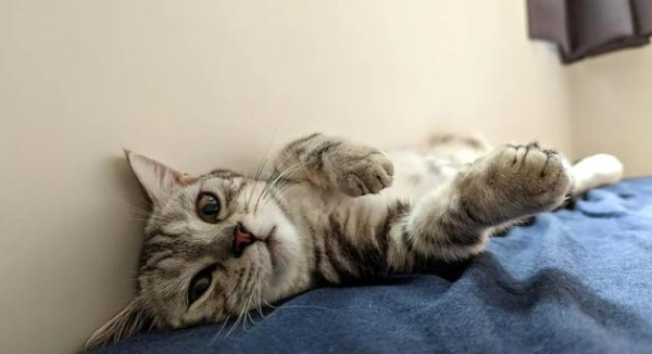 Order food in the middle of the night, the greedy cat stared at the plate until it fell asleep, and the internet praised it for being self-controlled