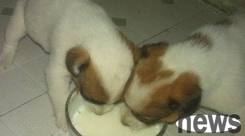 Dogs cannot eat this kind of thing, and they cannot wait until they lose it to know how to cherish it!