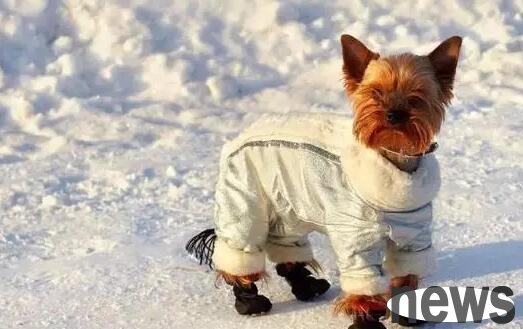 Five incorrect views on keeping pets in winter have actually been misleading the owner!