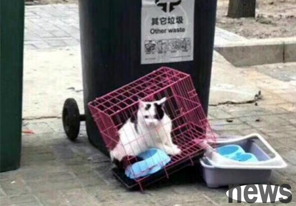 The Ragdoll Cat was abandoned because of its owner s move. Fortunately, she met a kind girl and turned from a stray cat to a 