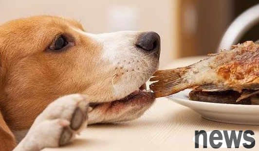 How to feed dogs, don’t get caught in this wrong concept!