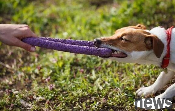 Once a dog makes a mistake, it needs to be beaten. The 6 adverse effects caused are very common. I love you only in one of them!