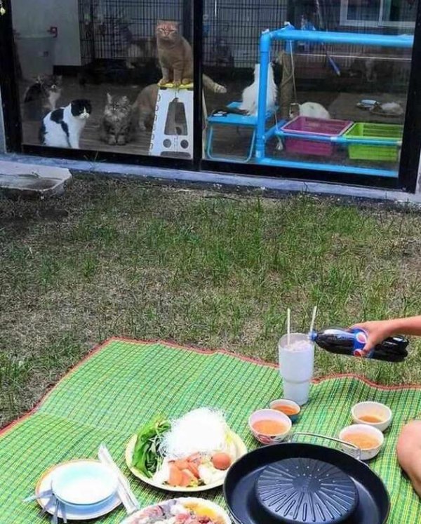 The owner had a big meal outside the house, and the orange cat locked inside the house was eyeing him
