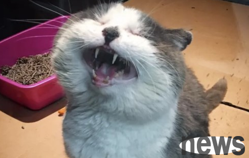 The street cat boss was injured after experiencing vicissitudes and was rescued and only liked to act coquettishly