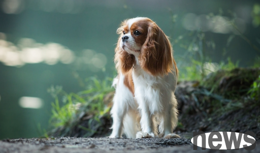 Dogs accidentally eat foreign objects. This rescue secret can save their lives in a critical moment.