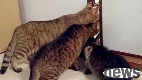 The owner was stealing food with the cat on his back, and always felt something was wrong. When he looked back, he laughed!
