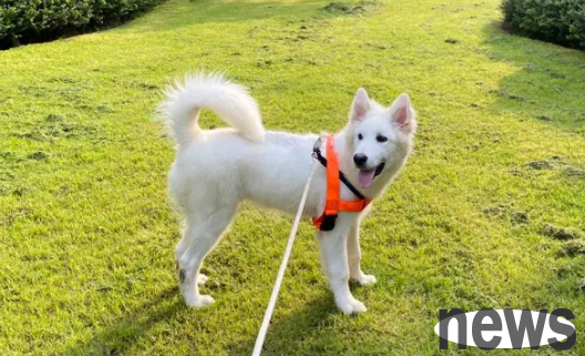 It is a taboo to walk a dog in summer. Doing it to your dog is like 