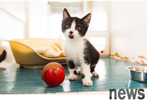 Key points of design of cat cafe | Research case: Looking at how to create a theme cafe from the theme cafe of cat courtyard