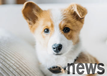 What s wrong with dogs hiccups and vomiting? If you don’t know, come and have a look!