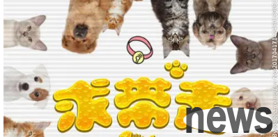 Pet shops will take in stray cats | The pet shop adopts a stray cat. When someone buys something, it actually makes strange moves!